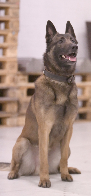 Sprengstoffsp&uuml;rhund