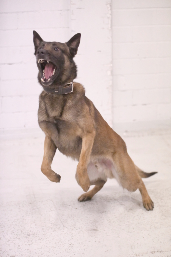 Sprengstoffsp&uuml;rhund