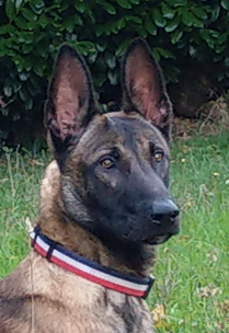 Sprengstoffspürhund Skalli