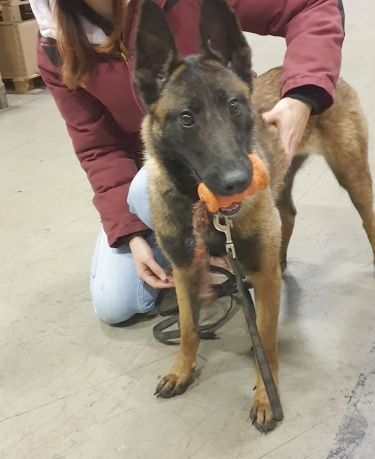 Sprengstoffspürhund Luftfracht spx by edd