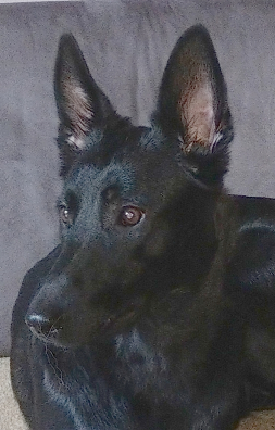 Sprengstoffspürhund Angel