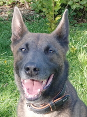 Sprengstoffsp&uuml;rhund Scrups spx by edd