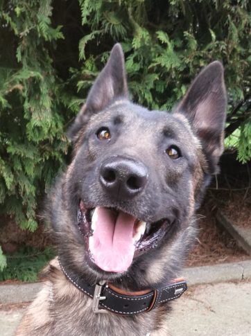 EDD SSH Sprengstoffsp&uuml;rhund Thor